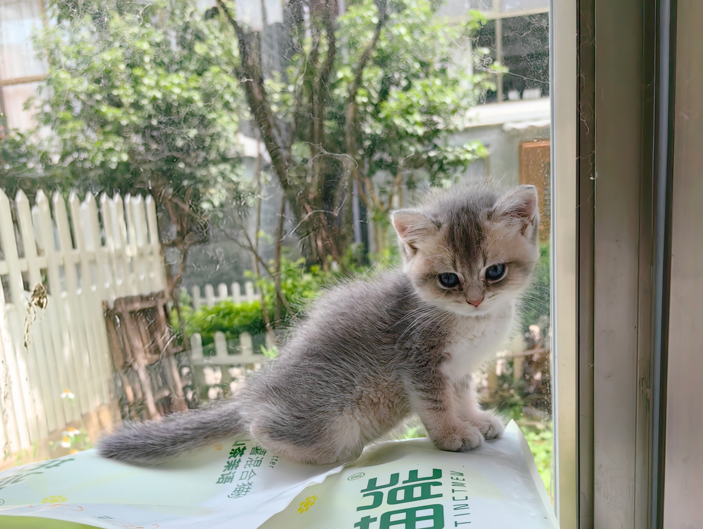 蓝金渐层妹妹